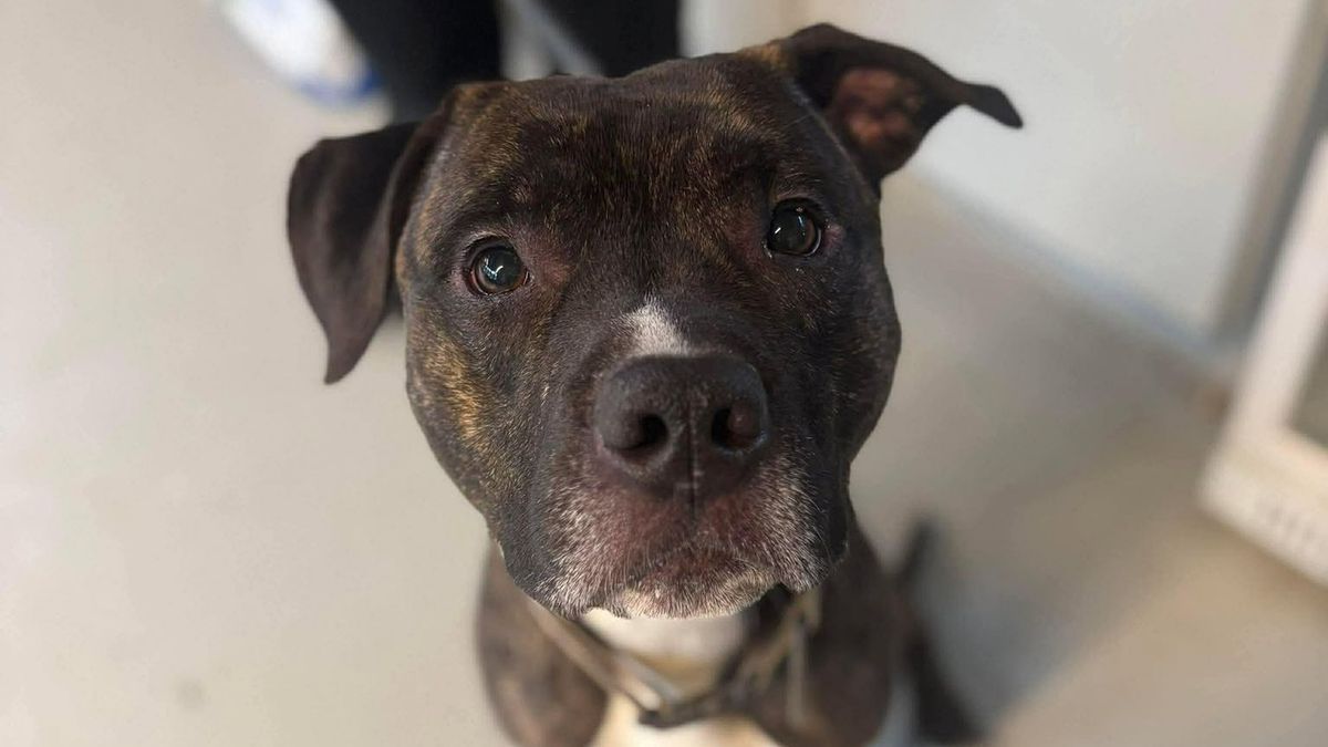 Pes si sám odemkl dveře útulku a utekl zpátky domů